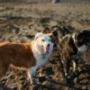 Dogs running near waving sea