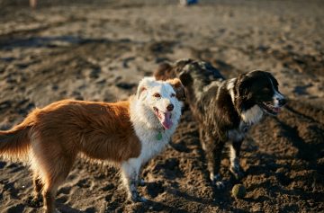 Dogs running near waving sea